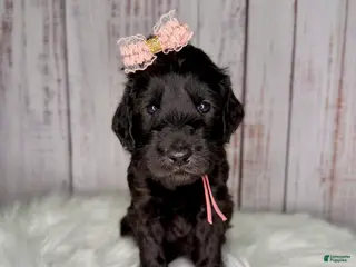 Goldendoodle dogs Goldendoodle Peach - Ad 8