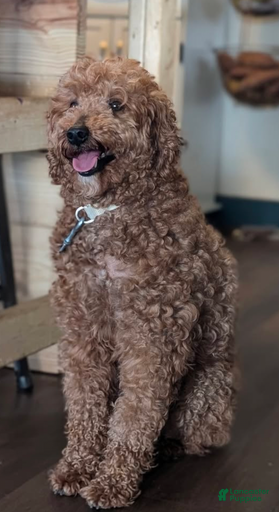 Gallery Image {{count}}