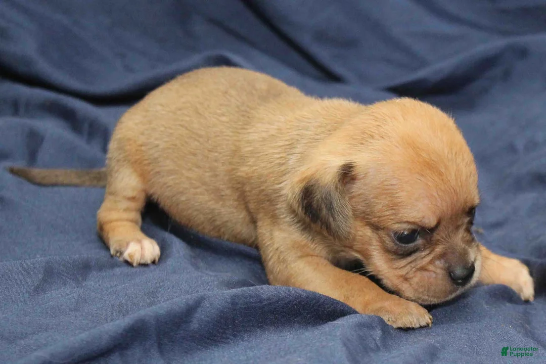 Puggle dogs for sale: Yoda - Ad 2