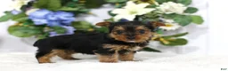 Yorkshire Terrier dogs for sale: Roscoe - Ad 5