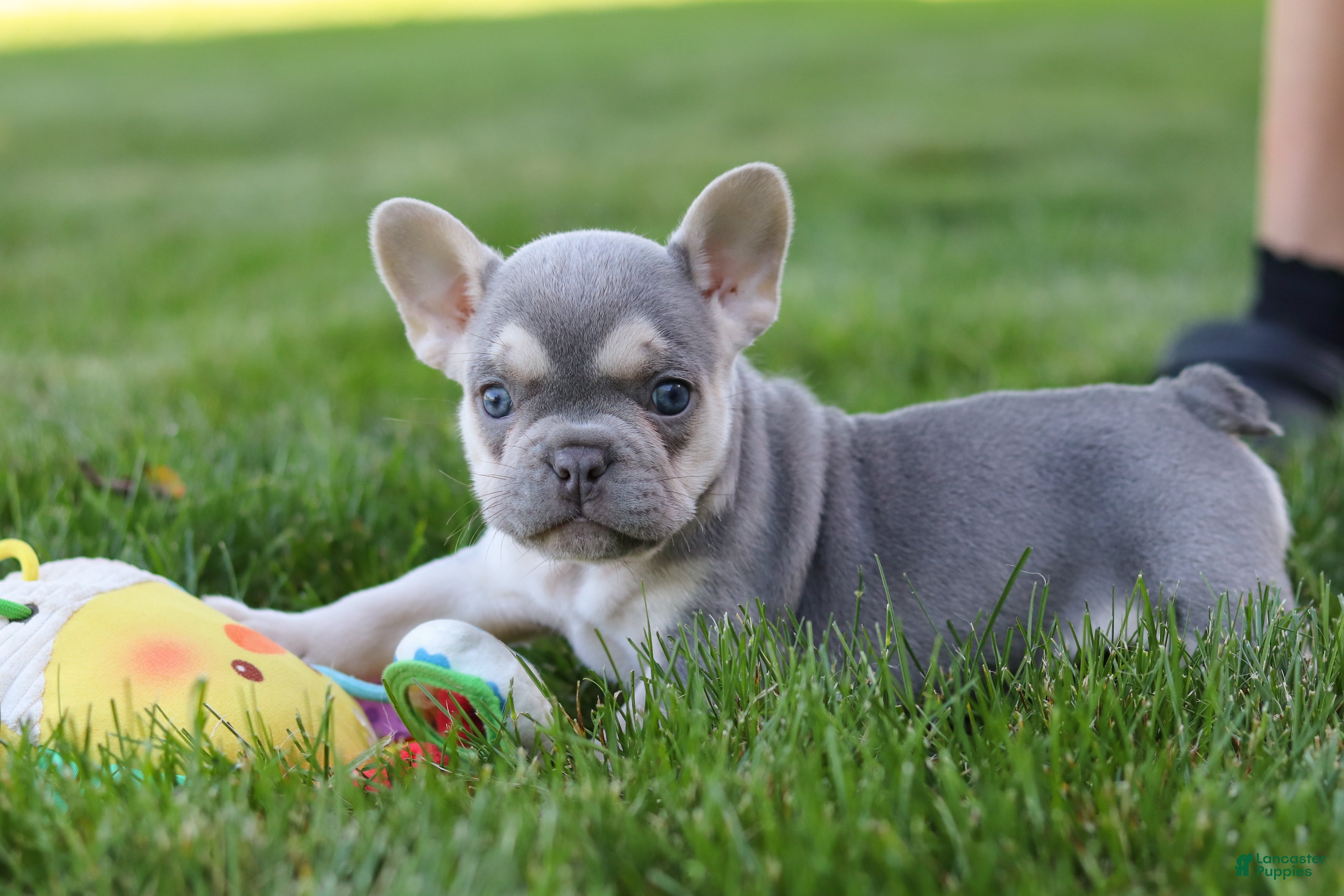 French Bulldog dogs for sale: Poppy - Ad 12