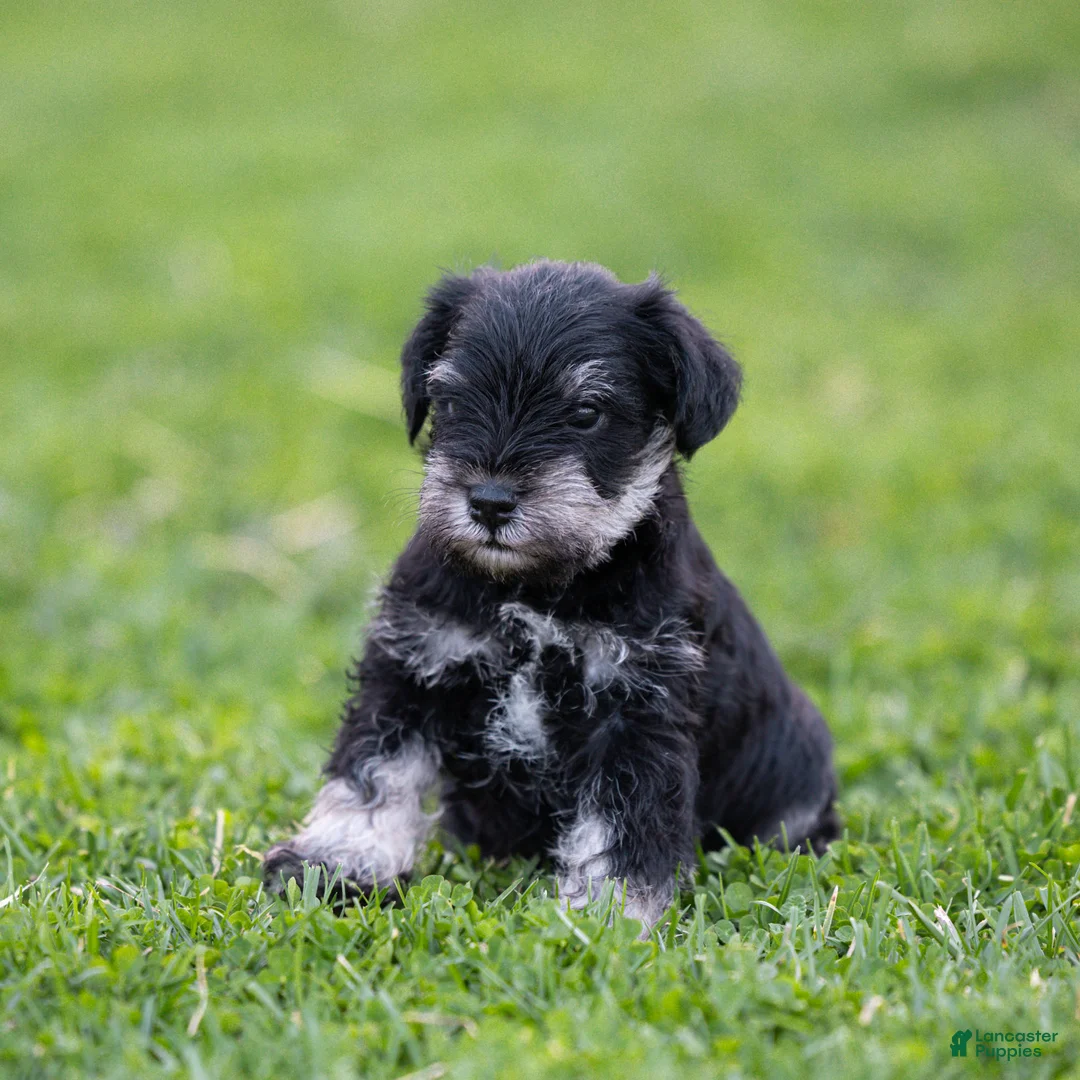 Miniature Schnauzer dogs for sale: Gavin Miniature Schnauzer Puppy  - Ad 2