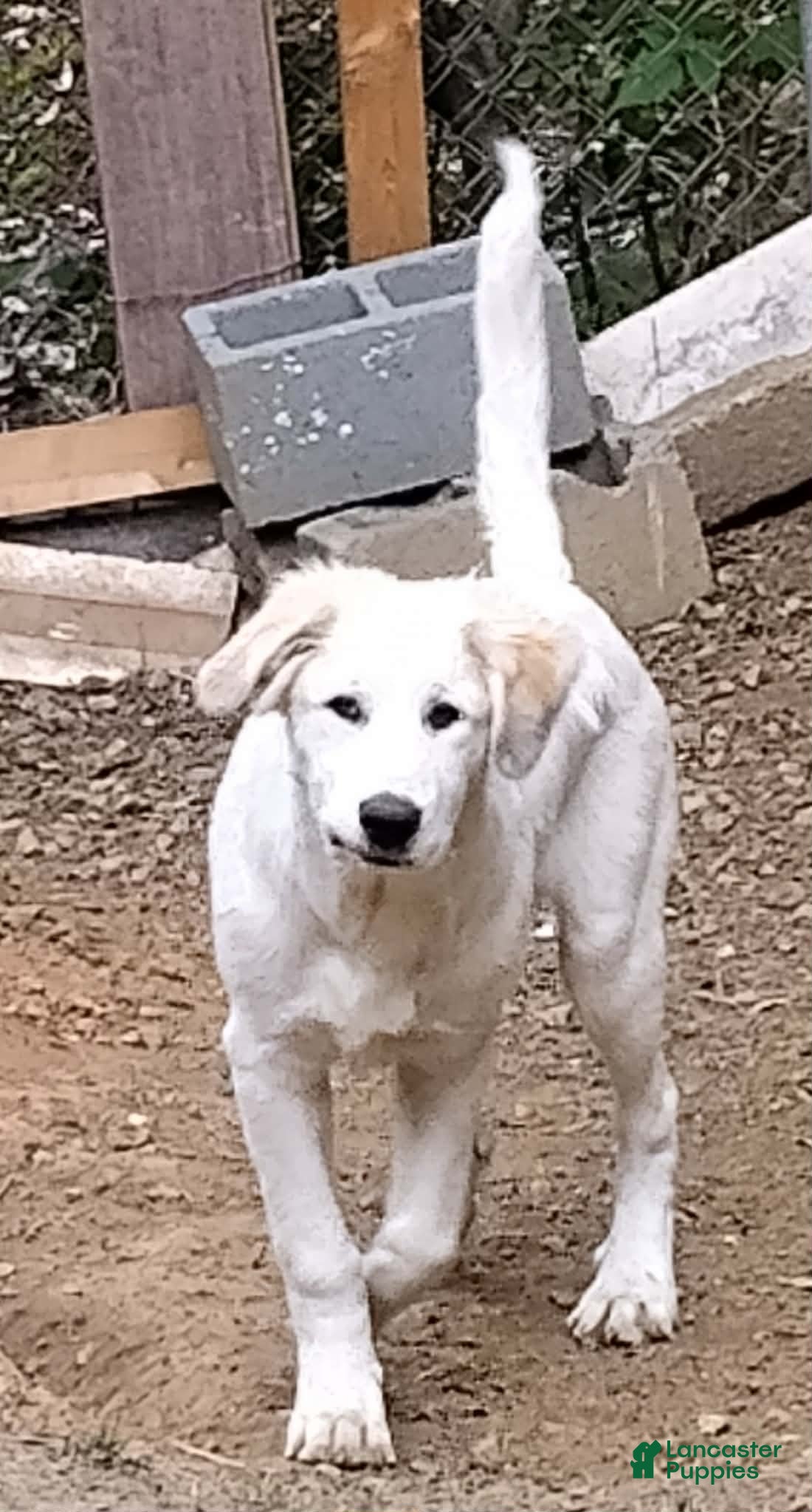 Mixed Breed dogs Buddy Boy (Great Pyrenees German Shepherd Puppies) - Ad 10