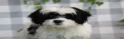Bichpoo dogs for sale: Mushy - Ad 4