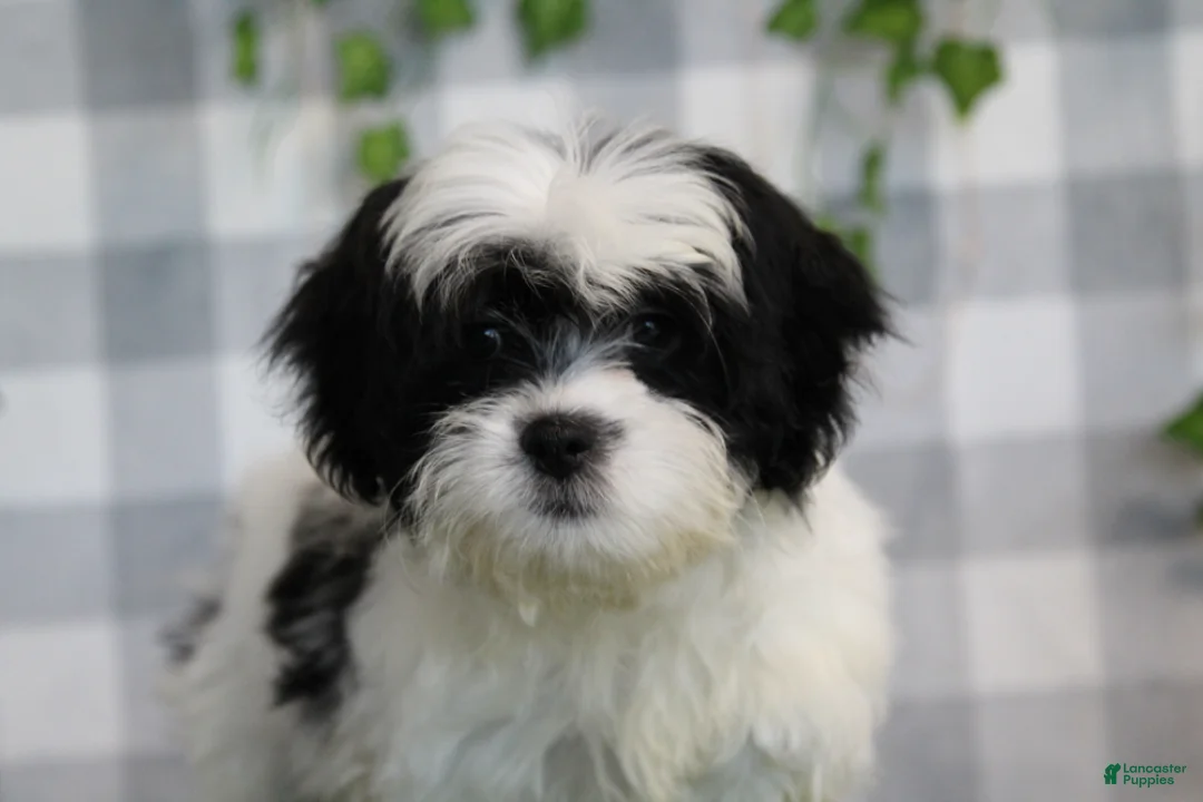 Bichpoo dogs for sale: Mushy - Ad 4