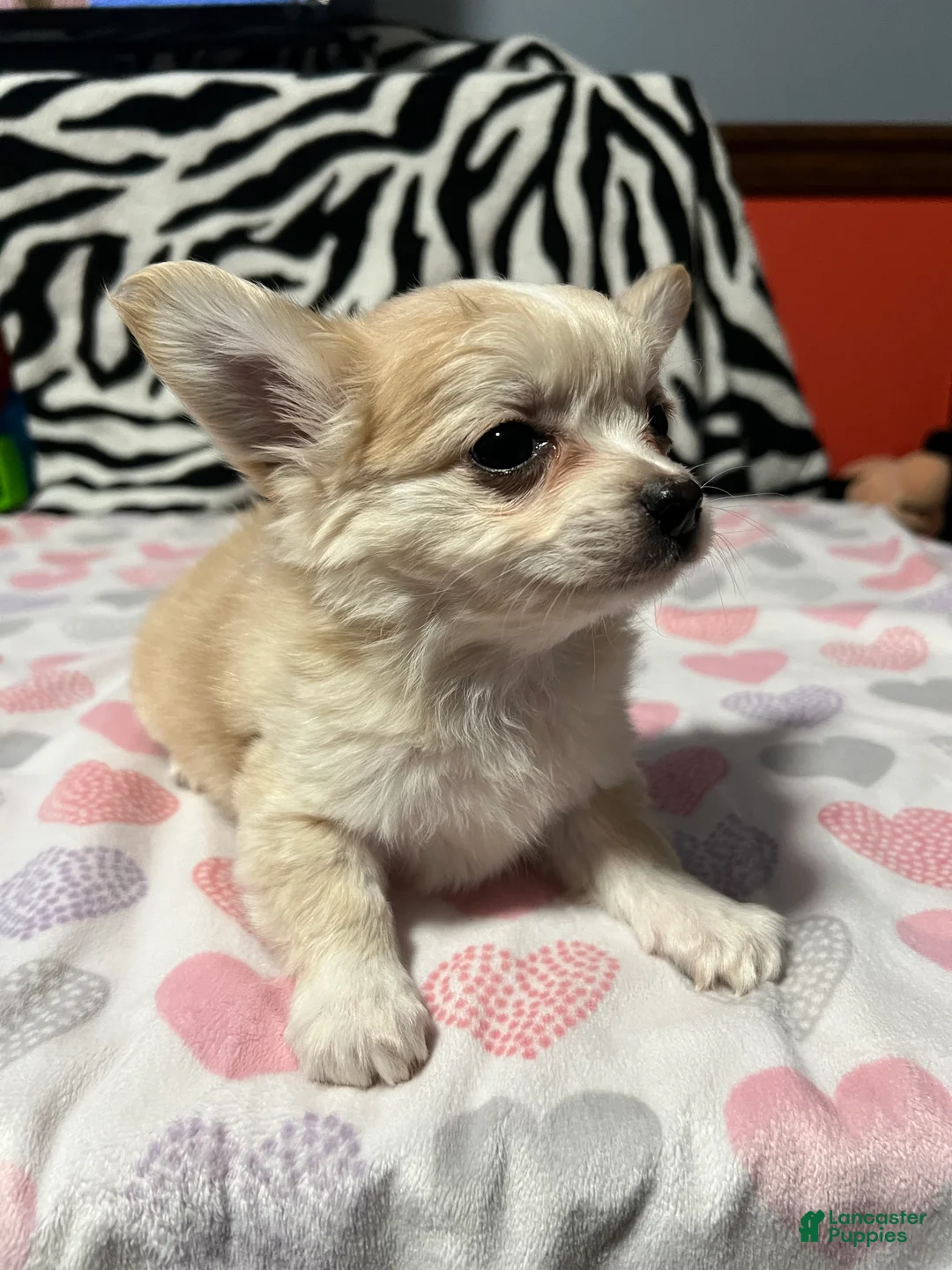 Papillon dogs for sale: Ozzy - Ad 2