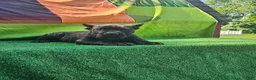 Cane Corso dogs for sale: SKY - Ad 2