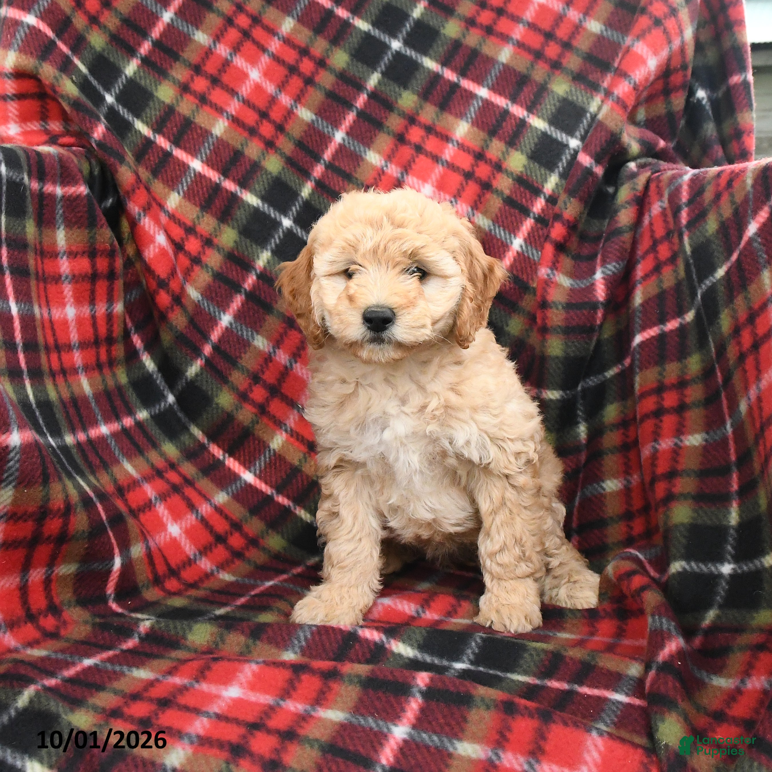 Mini Goldendoodle dogs Sara  - Ad 2