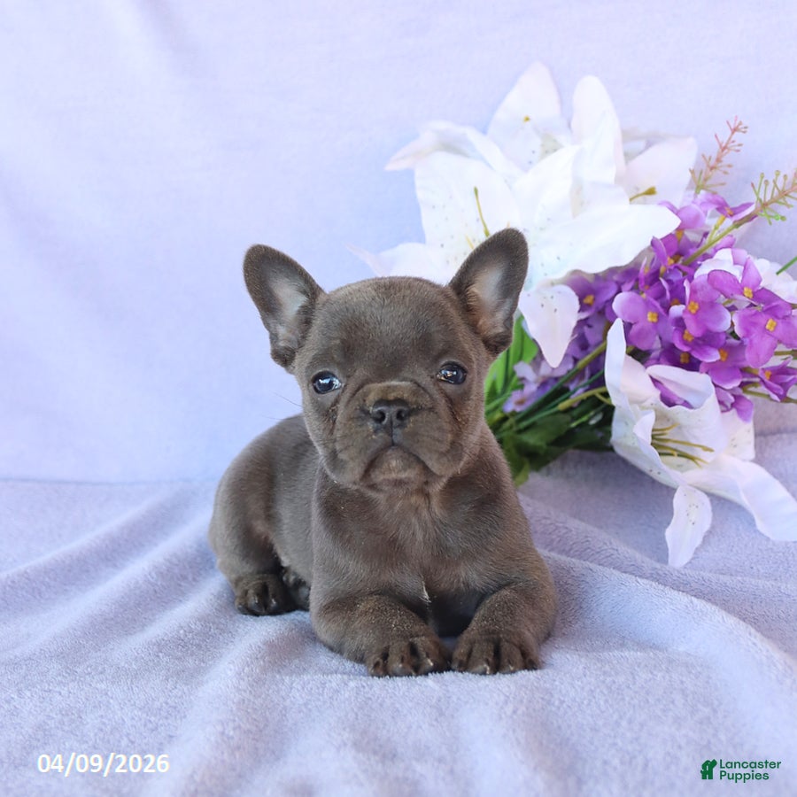 Frenchton dogs Alex - Ad 1