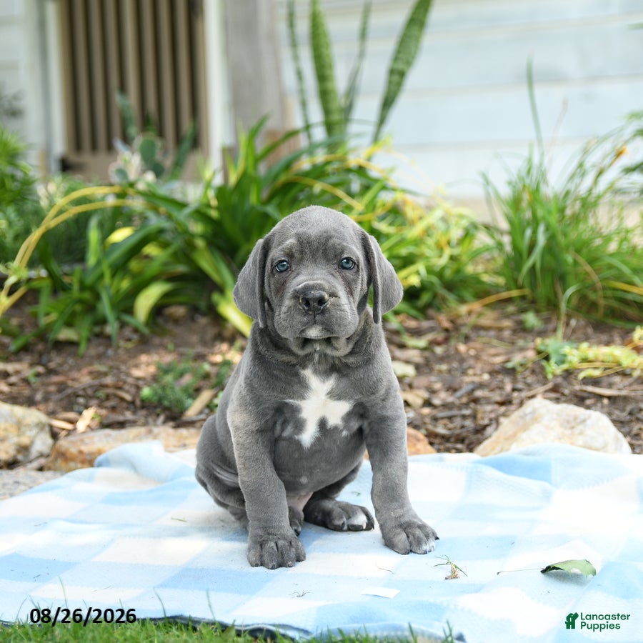 Cane Corso dogs Wheeler - Ad 1