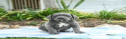 Cane Corso dogs for sale: Wheeler - Ad 1