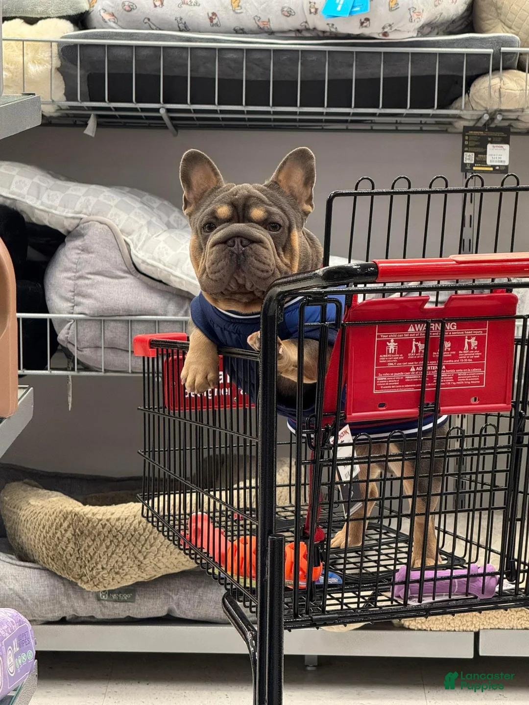 French Bulldog dogs for stud: Mr. Steal Yo Girl “Tinder” Blue  - Ad 13