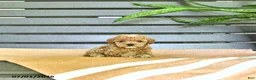 Miniature Poodle dogs for sale: Curtis - Ad 3