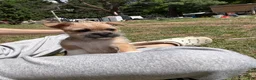 Mixed Breed dogs for sale: Boots - Ad 7