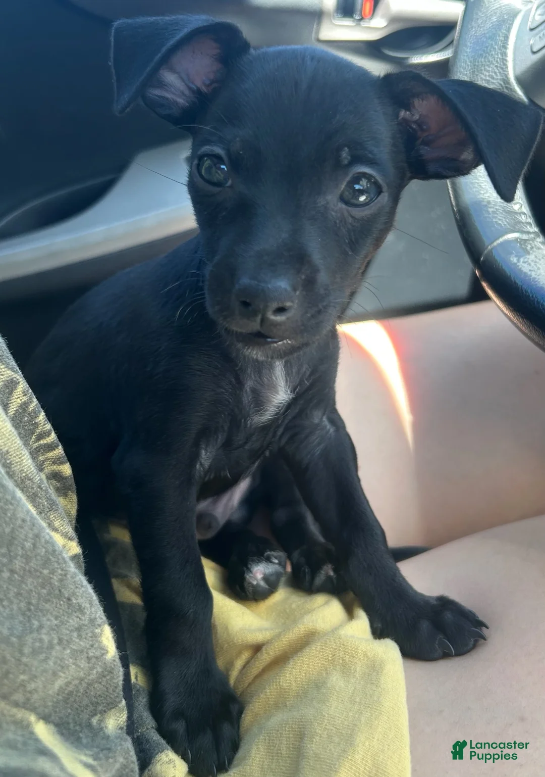 Chihuahua dogs for sale: Chihuahua 1 - Ad 1