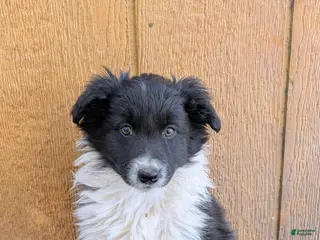 Mixed Breed dogs Mixed Breed Puppy 3 - Ad 38