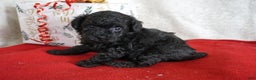 Toy Poodle dogs for sale: Lacy - Ad 2