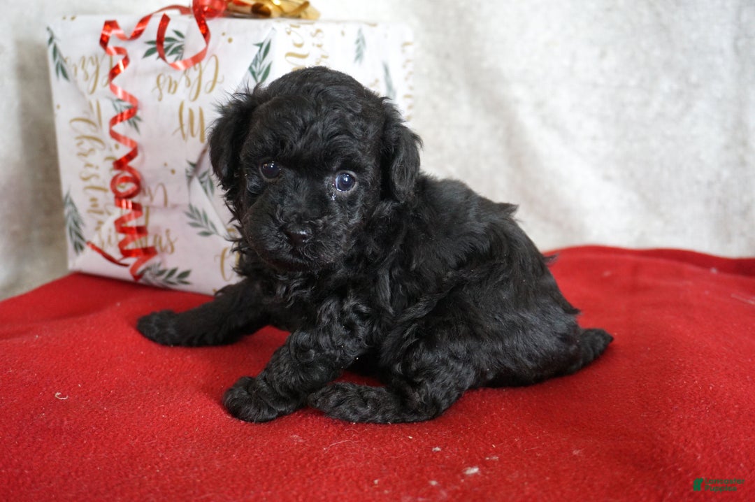 Toy Poodle dogs for sale: Lacy - Ad 2