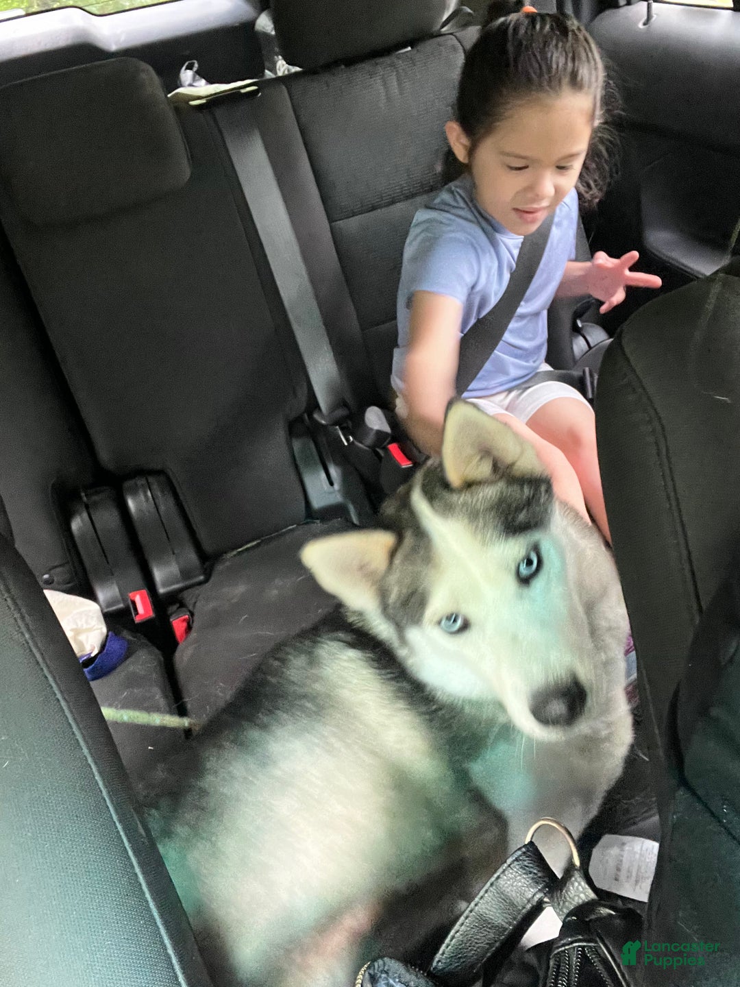 Siberian Husky dogs for sale: Siberian Husky Ash - Ad 5