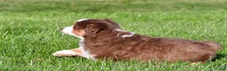Miniature Australian Shepherd dogs for sale: Alex - Ad 10
