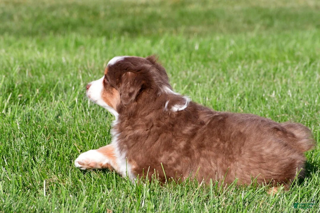 Miniature Australian Shepherd dogs for sale: Alex - Ad 10