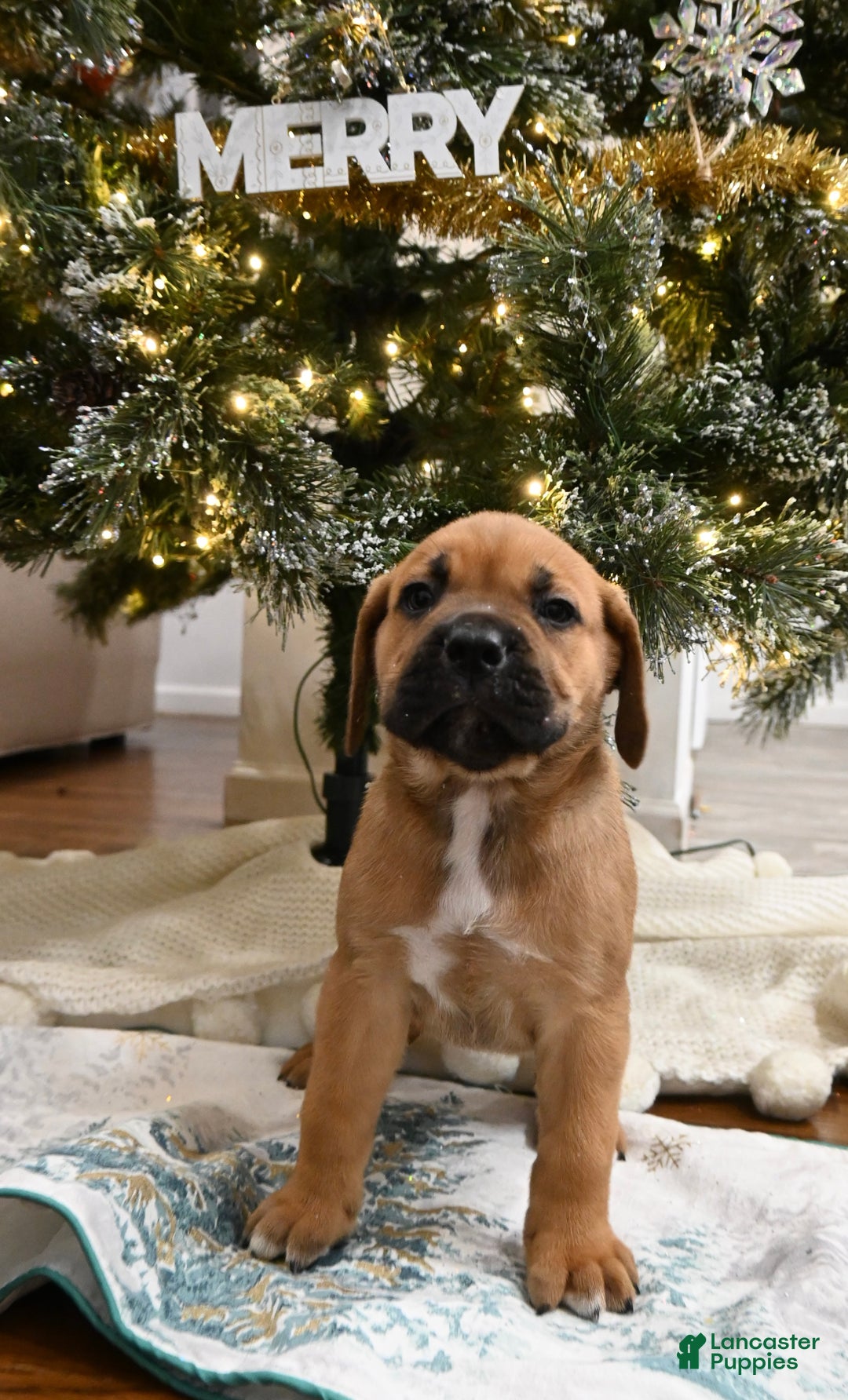 Cane Corso dogs for sale: Chianti - Ad 2