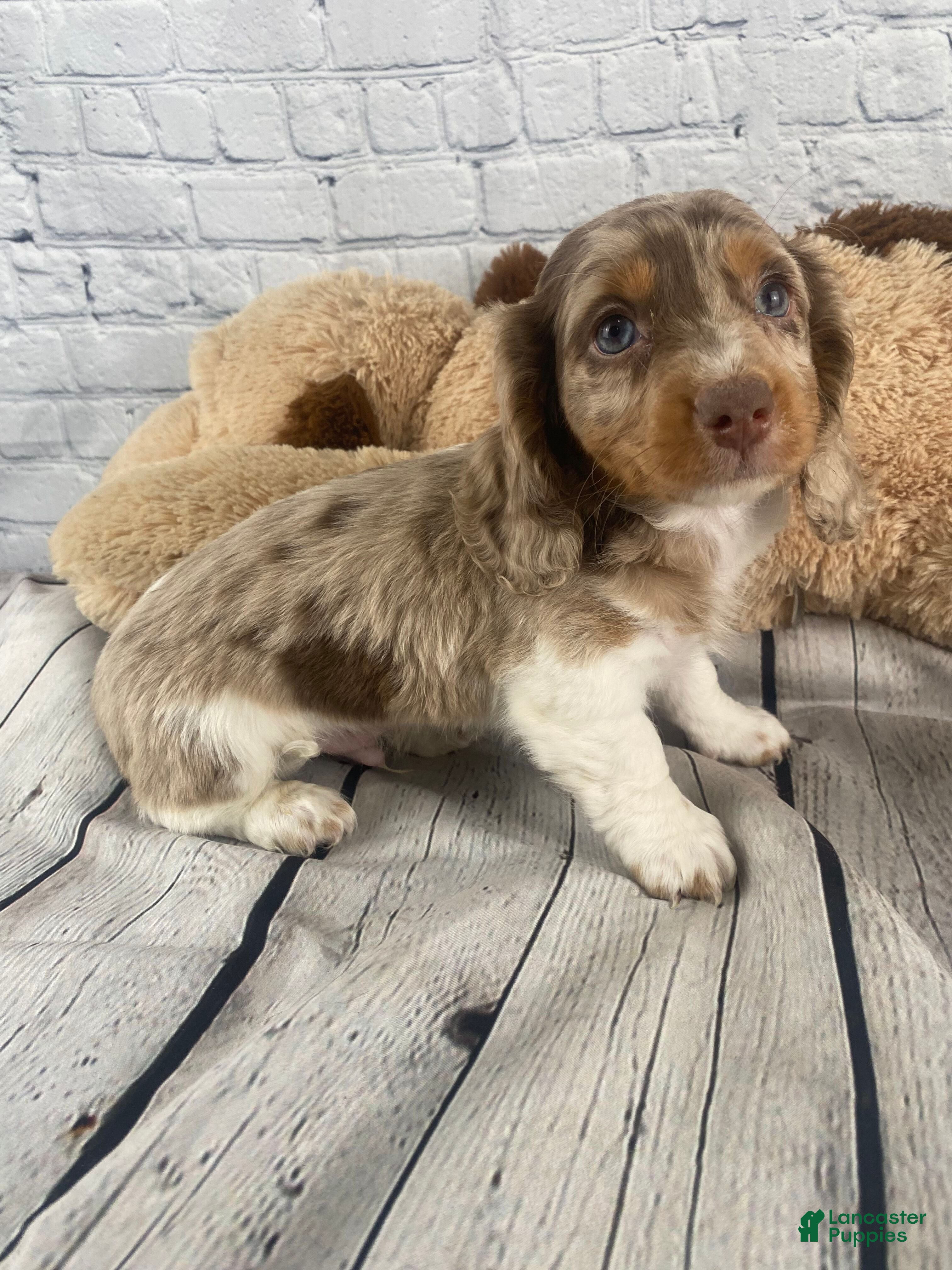 Miniature Dachshund dogs Louie - Ad 1