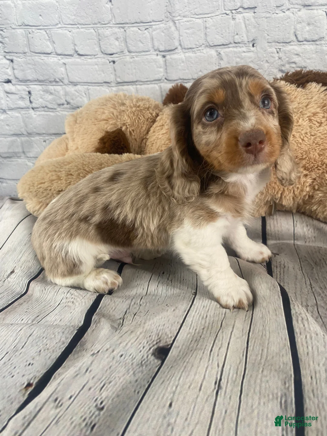 Miniature Dachshund dogs for sale: Louie - Ad 1