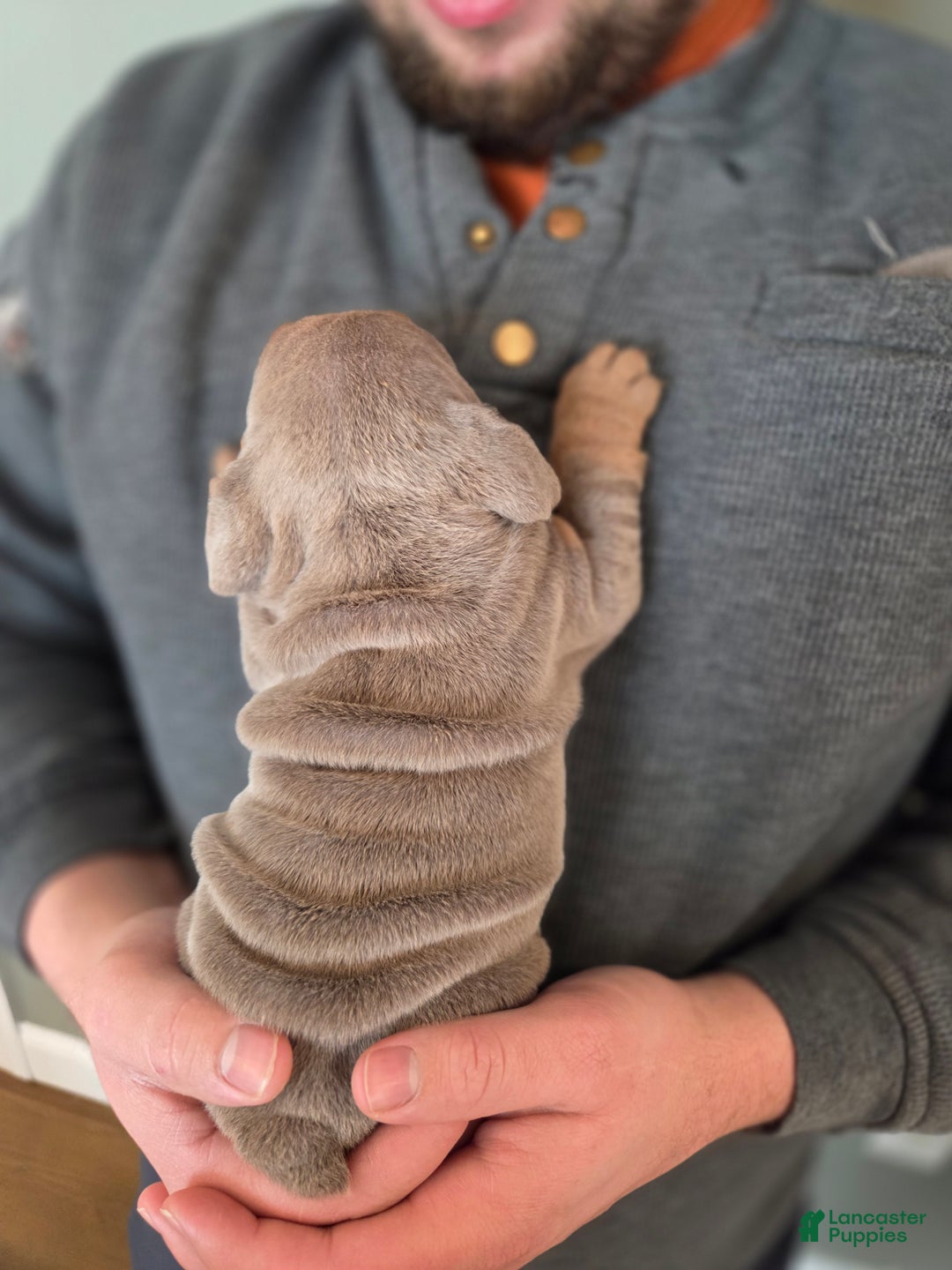 English Bulldog dogs for sale: Tiana - Ad 2