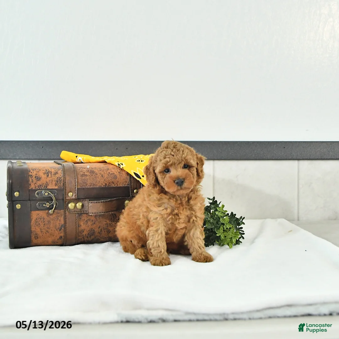 Toy Poodle dogs for sale: Liam - Ad 2