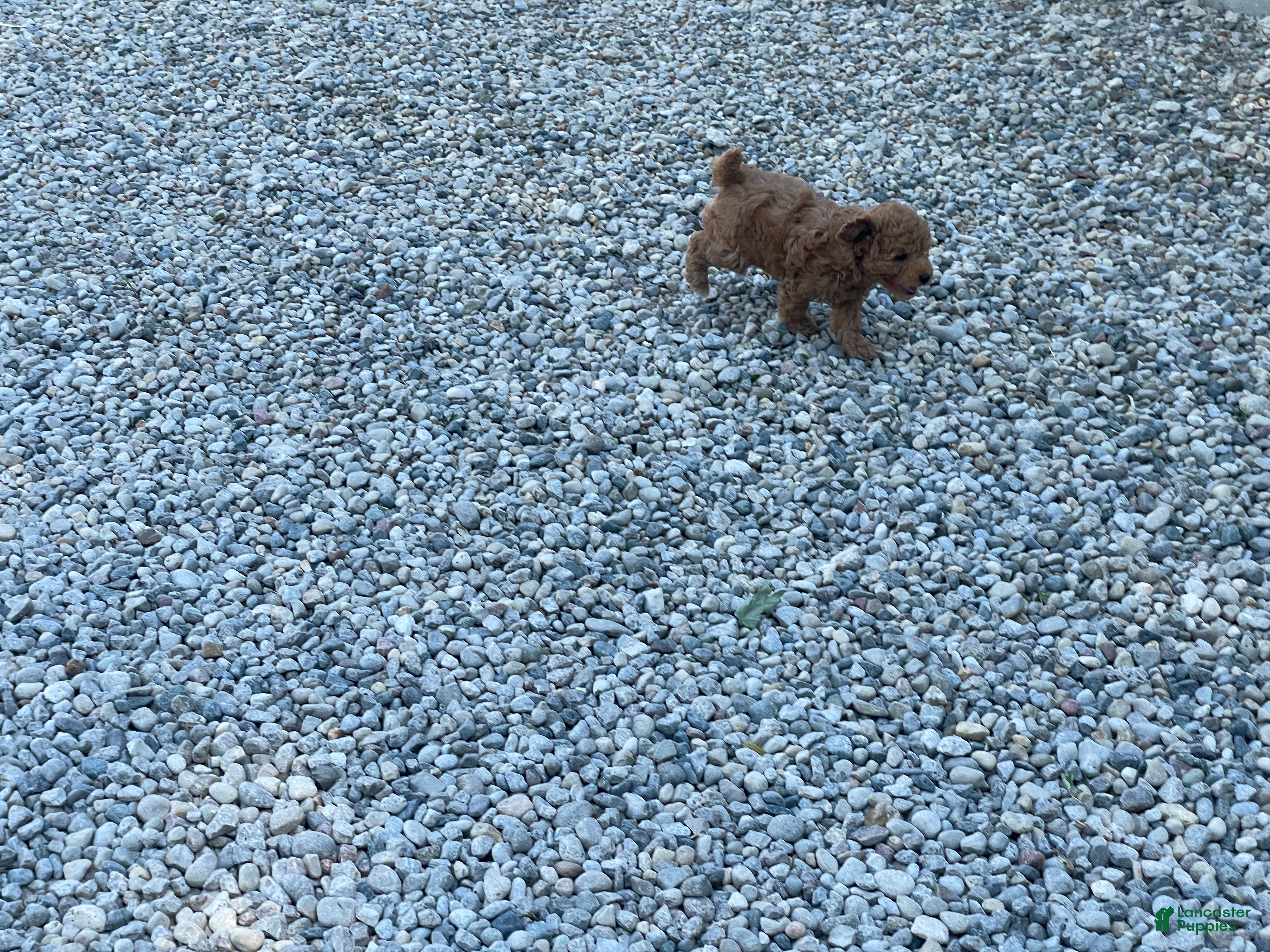 Mini Goldendoodle dogs Max Mini Goldendoodle  - Ad 2