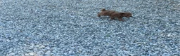 Mini Goldendoodle dogs for sale: Max Mini Goldendoodle  - Ad 6
