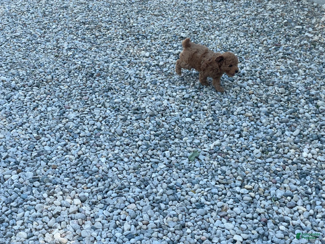 Mini Goldendoodle dogs for sale: Max Mini Goldendoodle  - Ad 2
