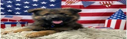 German Shepherd dogs for sale: Sierra - Ad 1