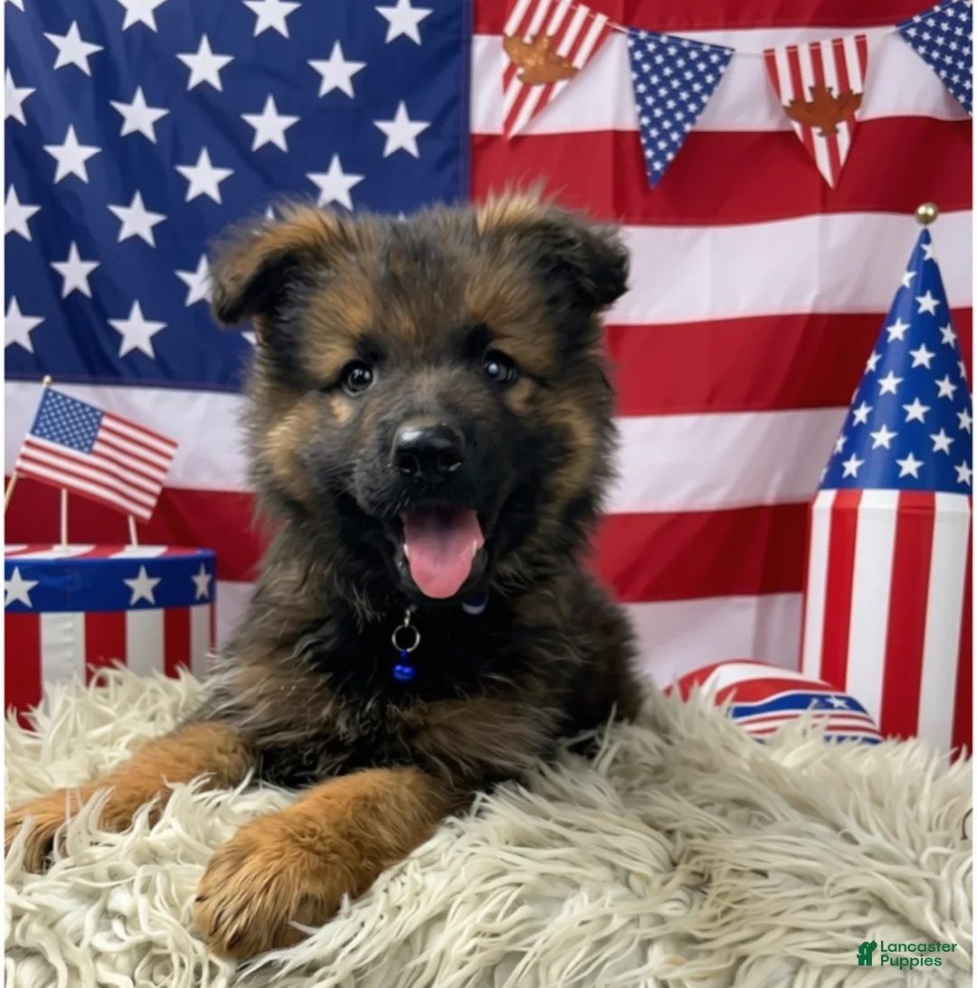 German Shepherd dogs for sale: Sierra - Ad 1