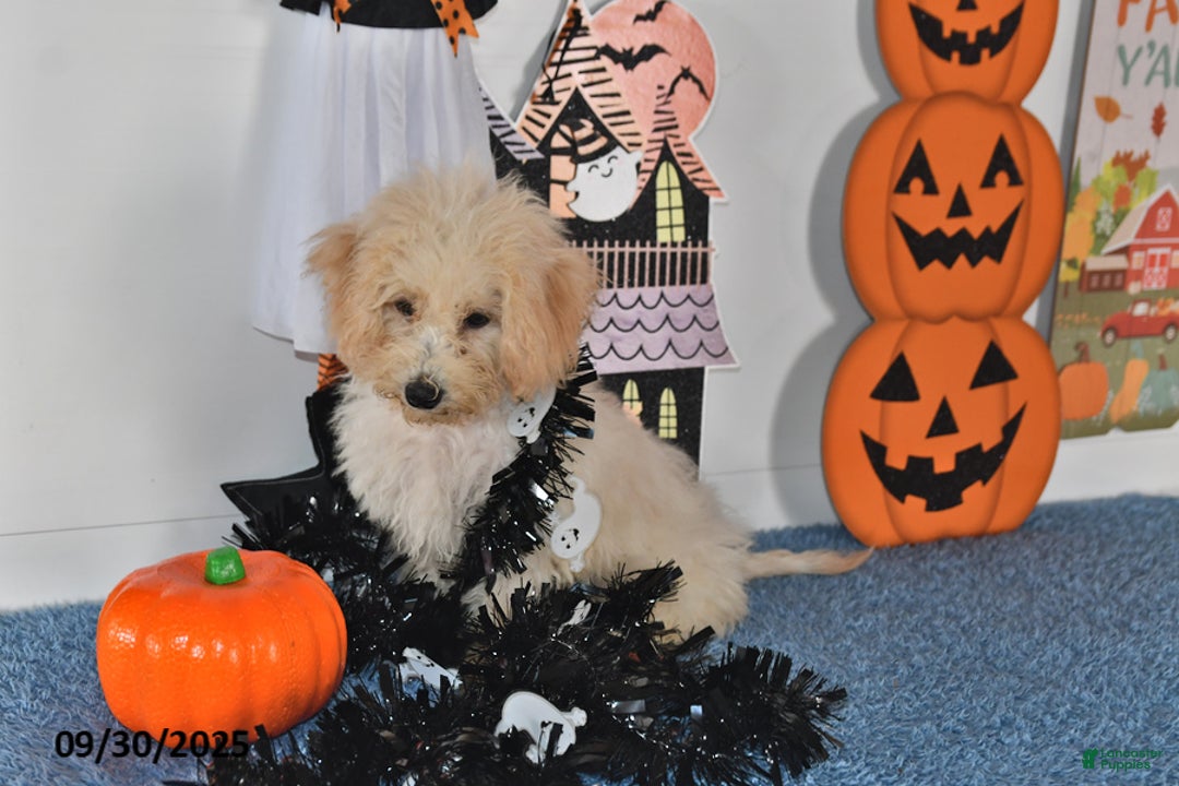 Bichpoo dogs for sale: Cinderella - Ad 15