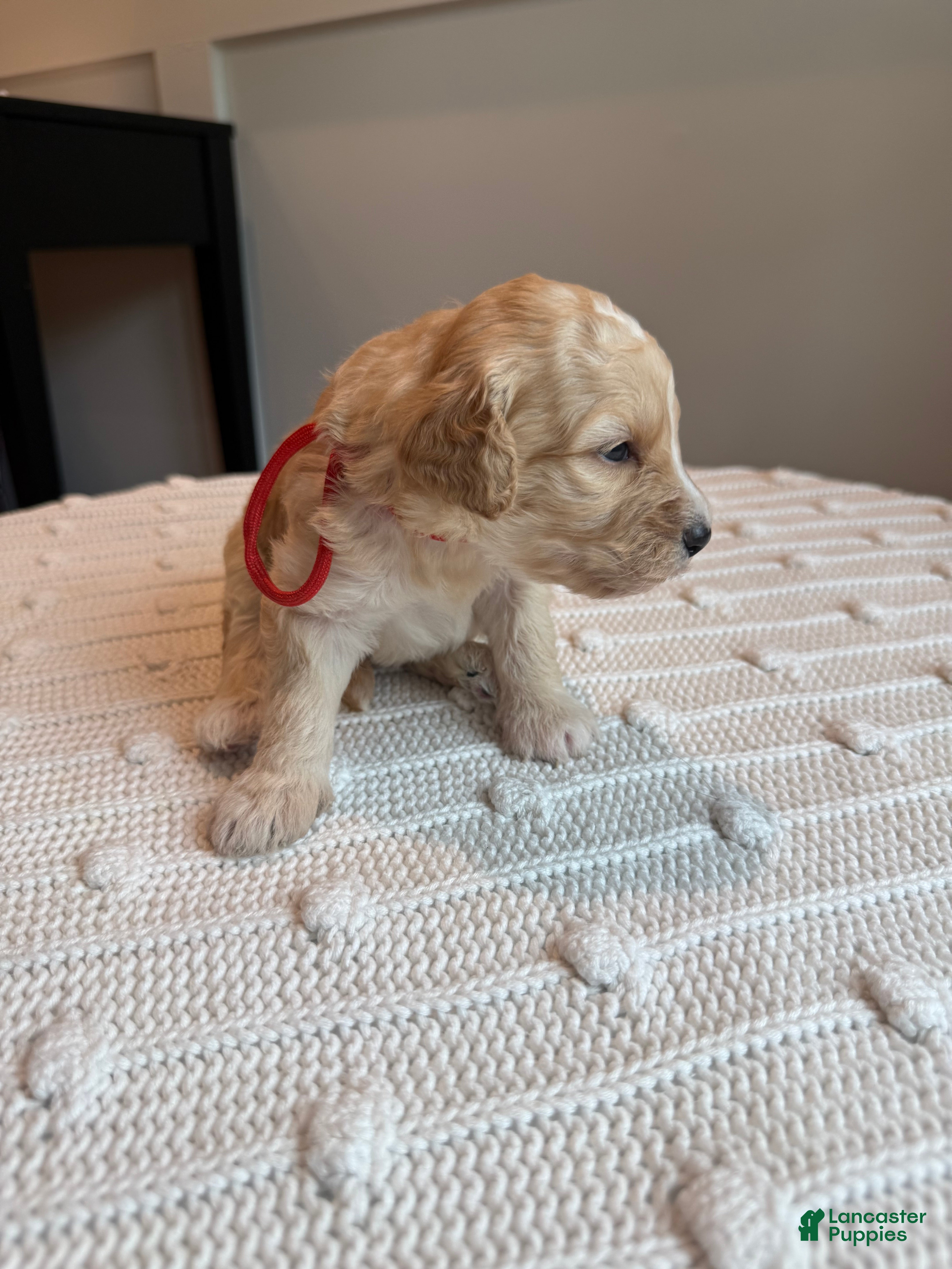 Mixed Breed dogs Biscuit - Ad 13