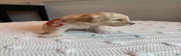 Mixed Breed dogs for sale: Biscuit - Ad 1