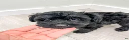Yorkiepoo dogs for sale: Tisha - Ad 8