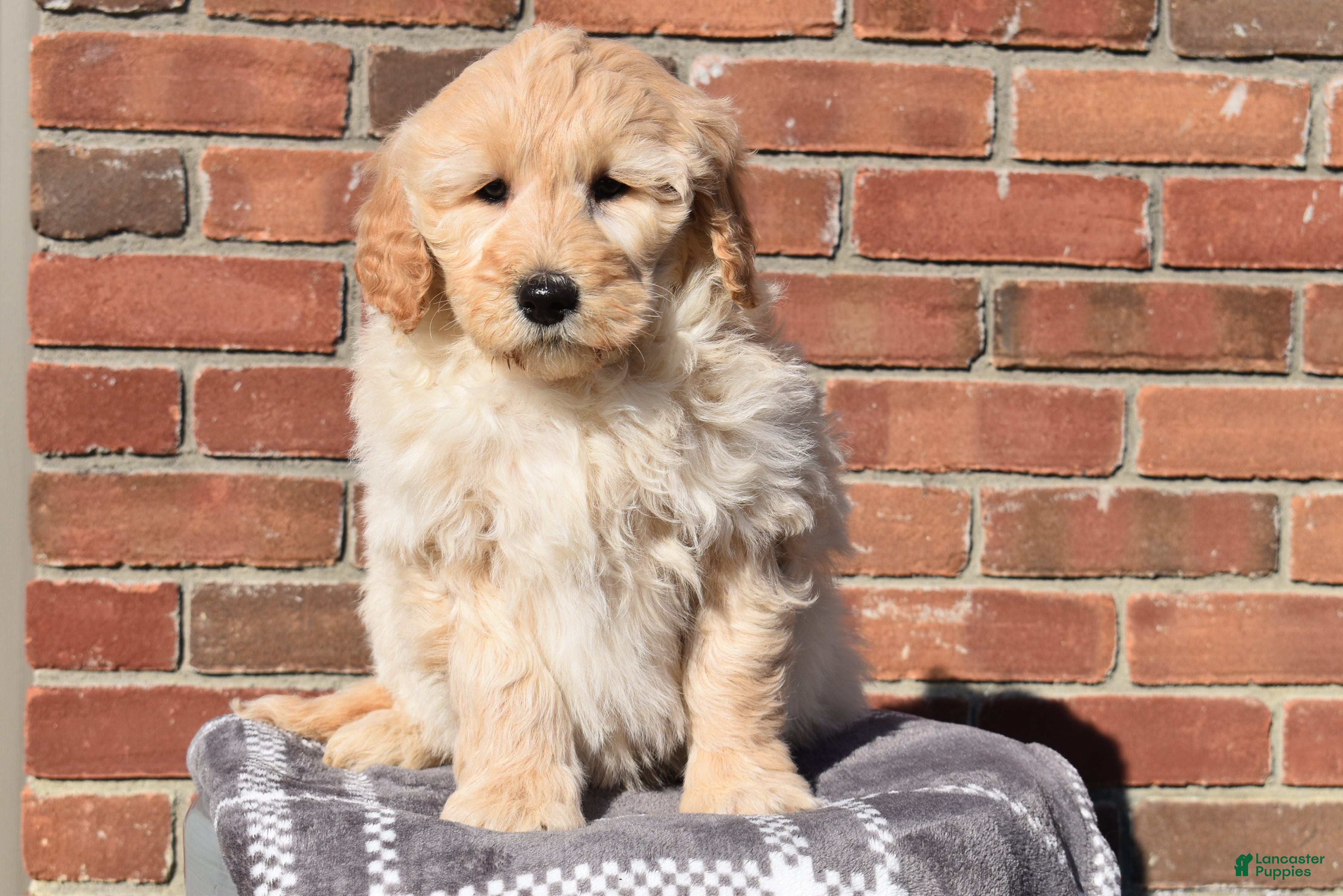 Goldendoodle dogs Jasper  - Ad 2
