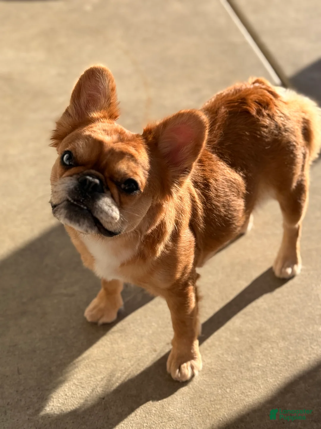 French Bulldog dogs for sale: French Bulldog Puppy 2 - Ad 13