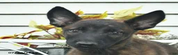 Belgian Malinois dogs for sale: Hawkeye  - Ad 5