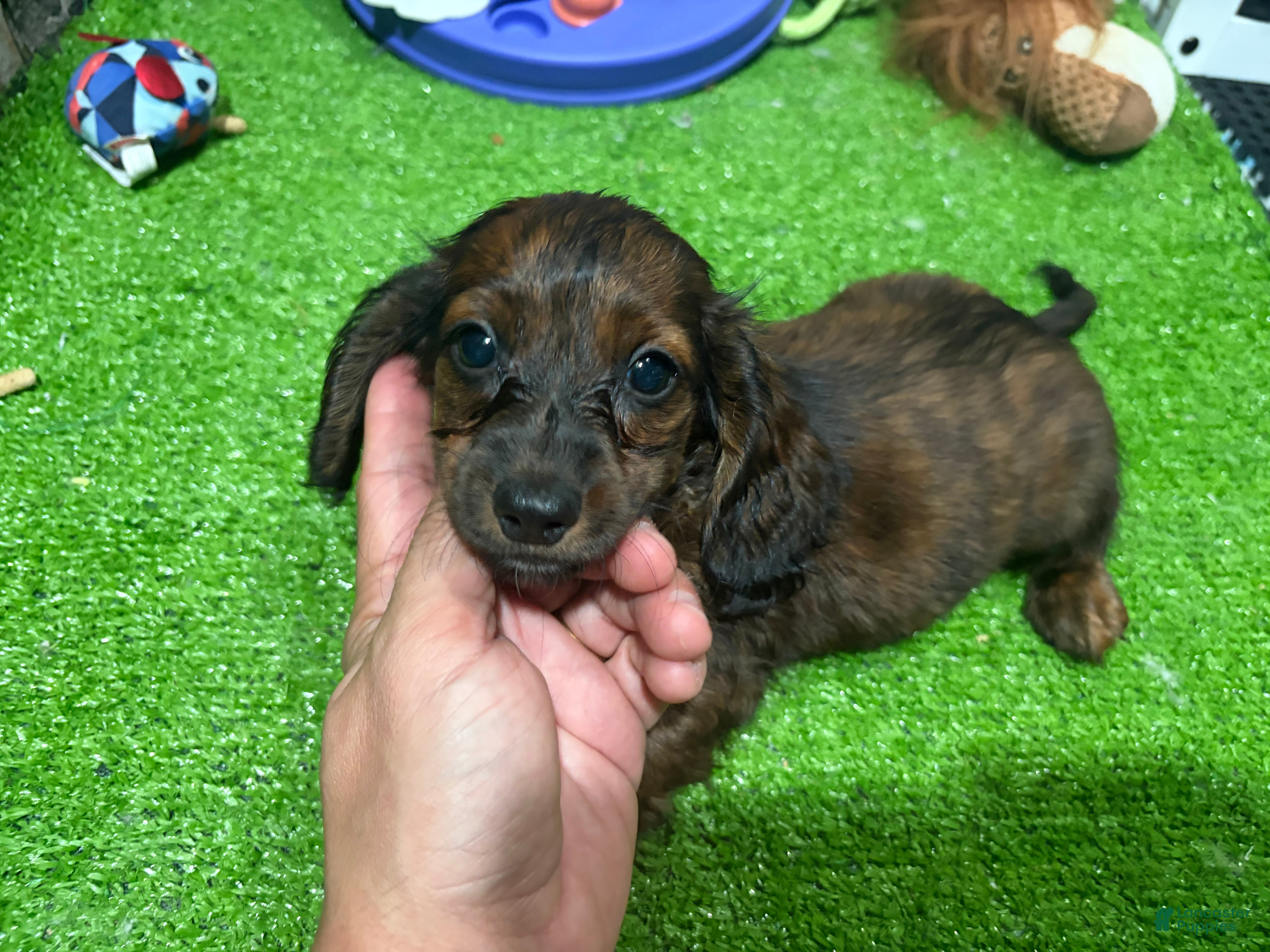 Miniature Dachshund dogs Bob - Ad 2