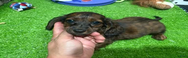 Bob