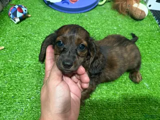 Miniature Dachshund dogs Bob - Ad 17