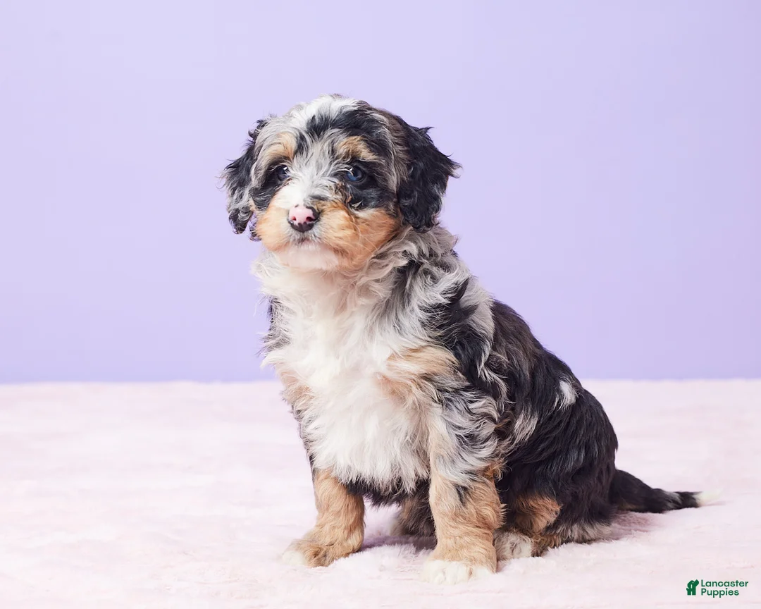 Mini Bernedoodle dogs for sale: Polly - Ad 4
