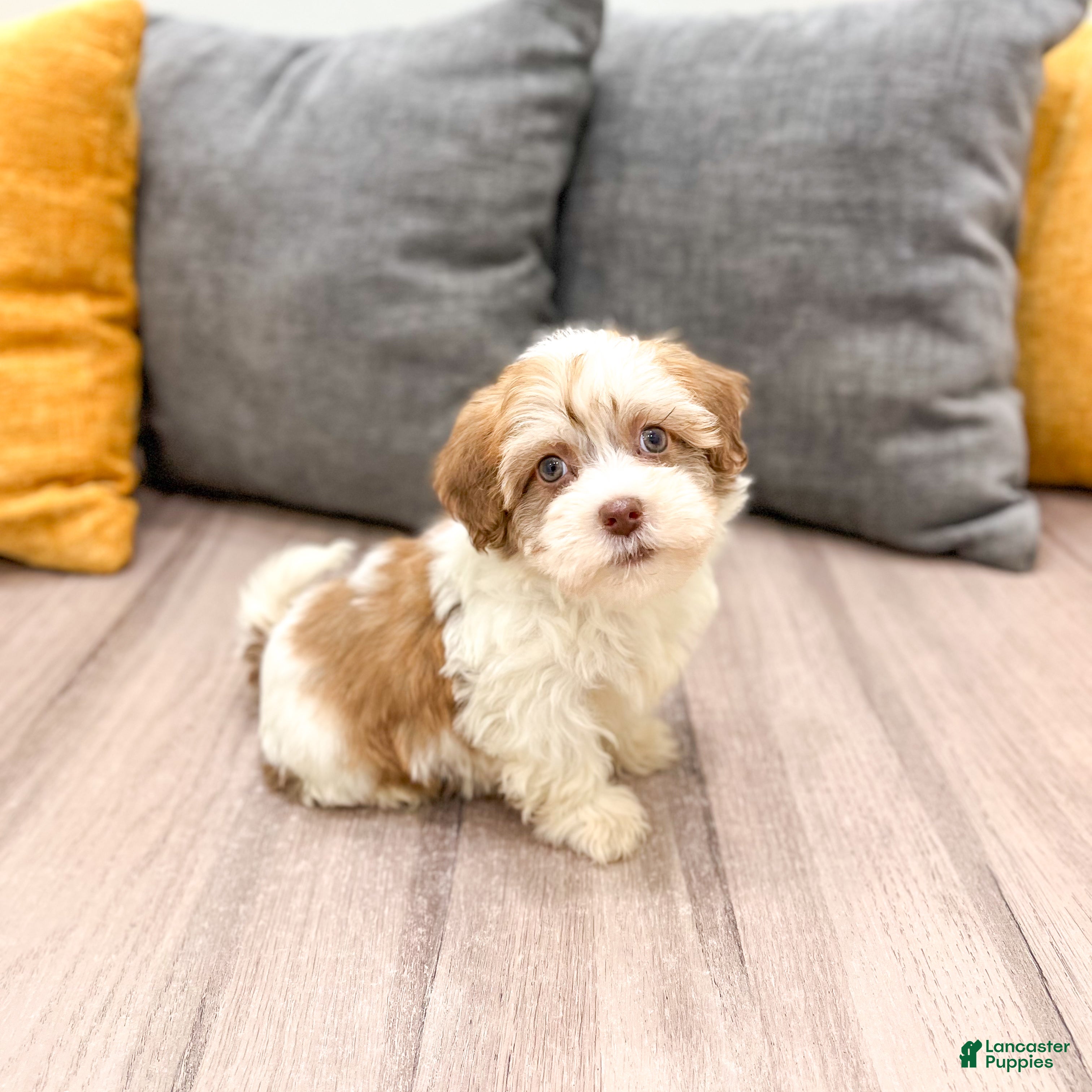 Havapoo dogs Benson - Ad 1