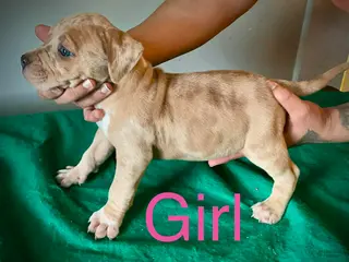 American Bully dogs for sale: American Bully Puppy 4 - Ad 1