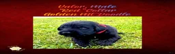 Mixed Breed dogs for sale: ⭐ Valor — Red Collar • Male Golden Mountain Doodle - Ad 2