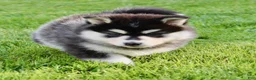 Pomsky dogs for sale: Pansy - Ad 3